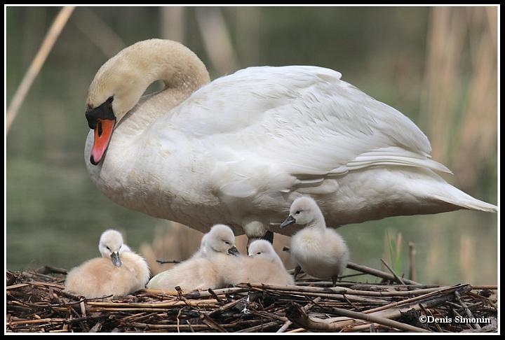 Couvée de cygnes